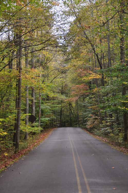 tree-lined road